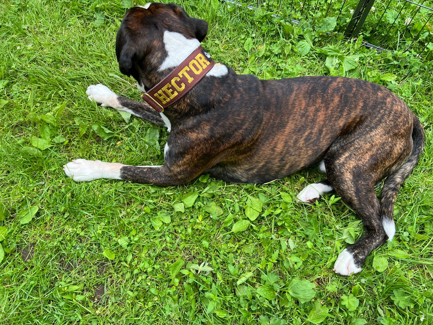 Customer photo review of Hundkoppel med namn