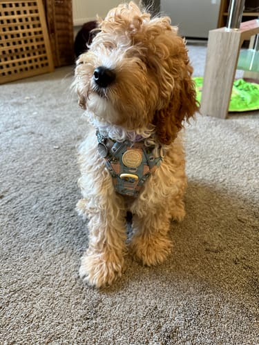 Customer photo review of Disney© Tough Trails™ Harness - Lion Friends