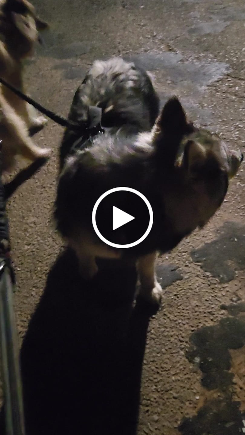 Customer video review of Matching Black 6' Bully Proof Leash