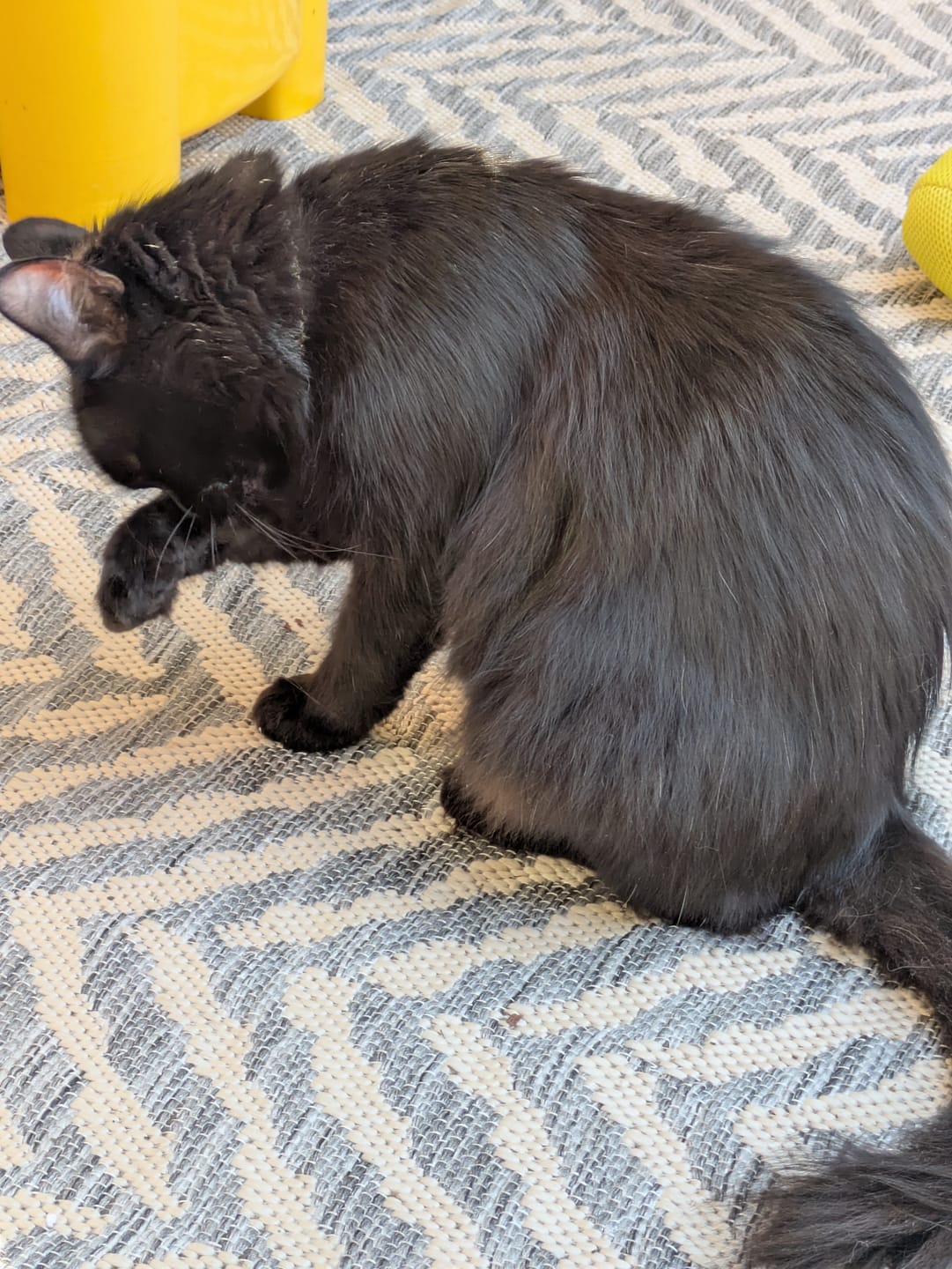 Customer photo review of Nexgard Combo for Cats - All-in-One Flea, Tick & Worm Protection