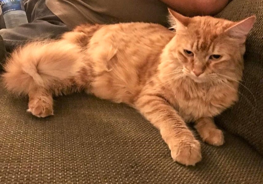 Customer photo review of 3x Blisso Advanced Cat Probiotic