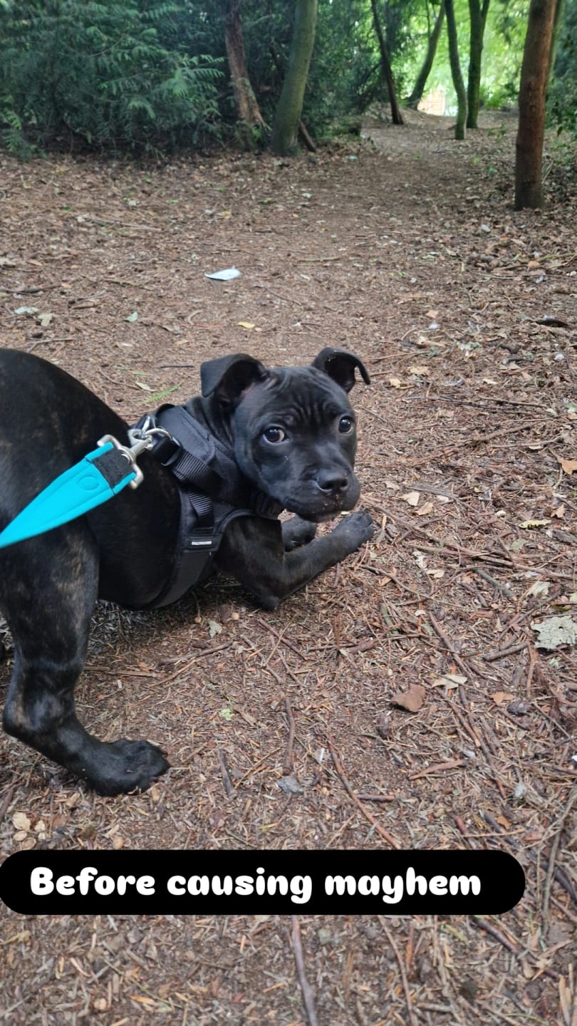 Customer photo review of Boomerang Harness - XS-M Breeds - Black