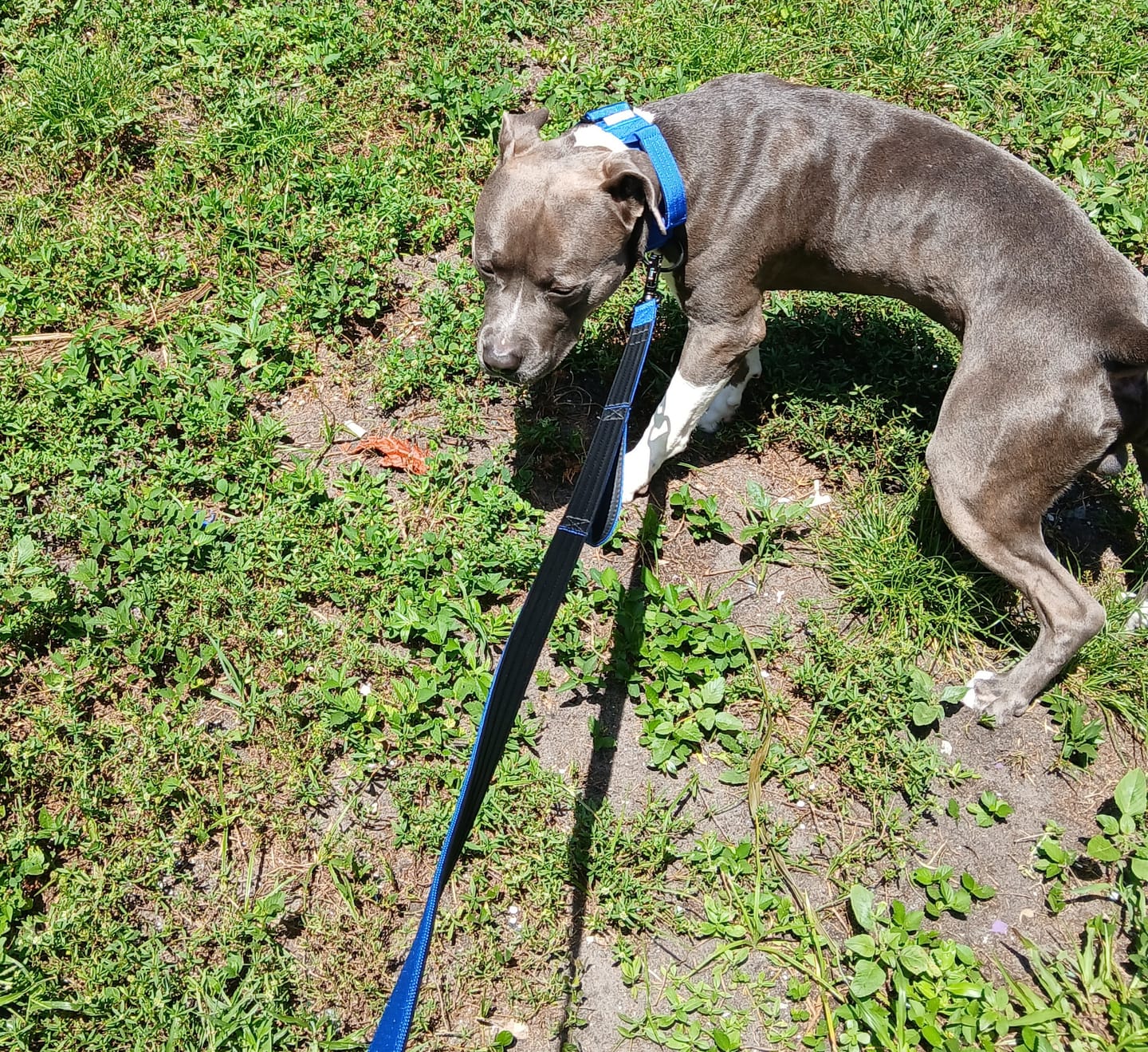 Customer photo review of Personalized Collar and Leash Set for Large Dog - Bully Breed