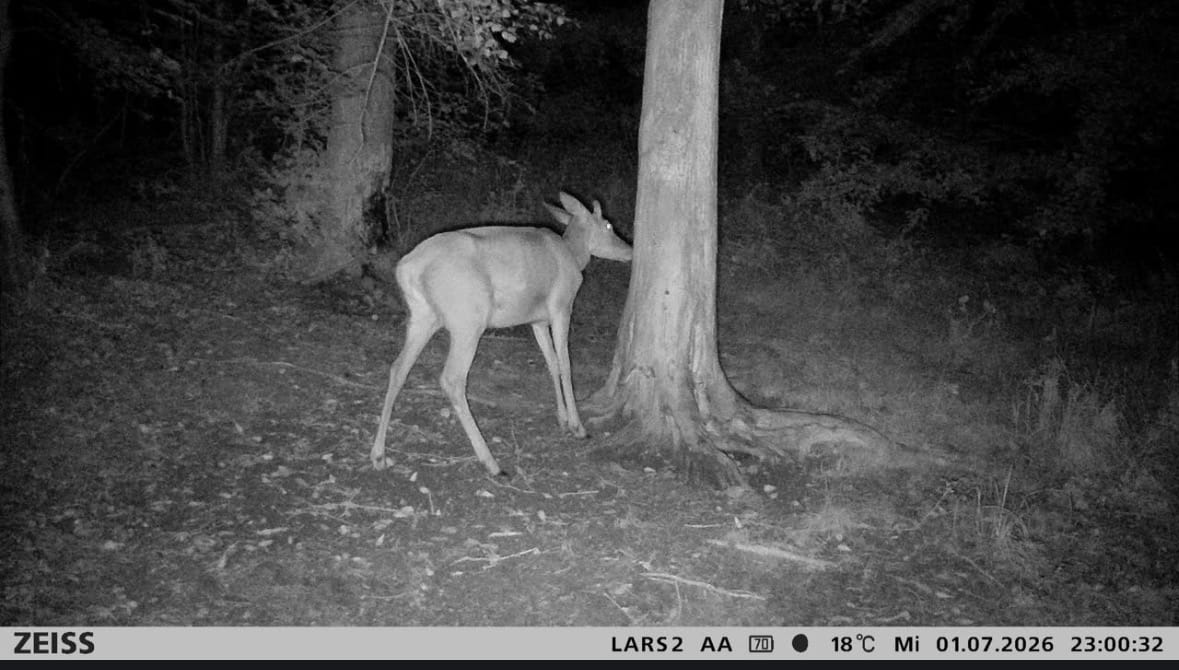 Customer photo review of Salzspray Anis - Lockmittel Rehwild, Schwarzwild, Rotwild und Damwild