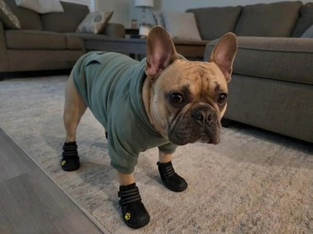 Customer photo review of Chaussures de protection pour chien