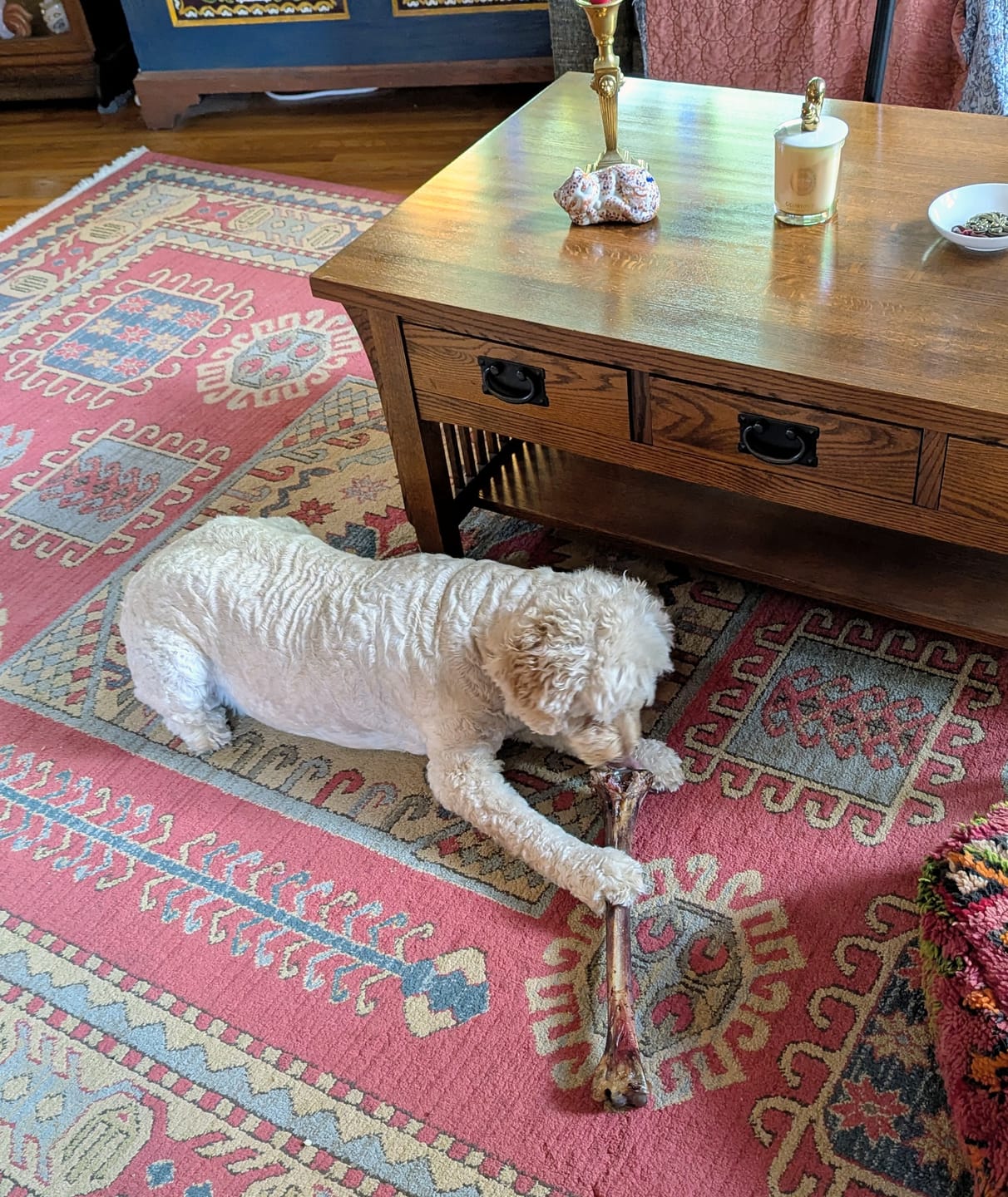 Customer photo review of Ostrich Long Bone (19" x 3.5"): The Ultimate Challenge for Medium, Large & Extra-Large Dogs