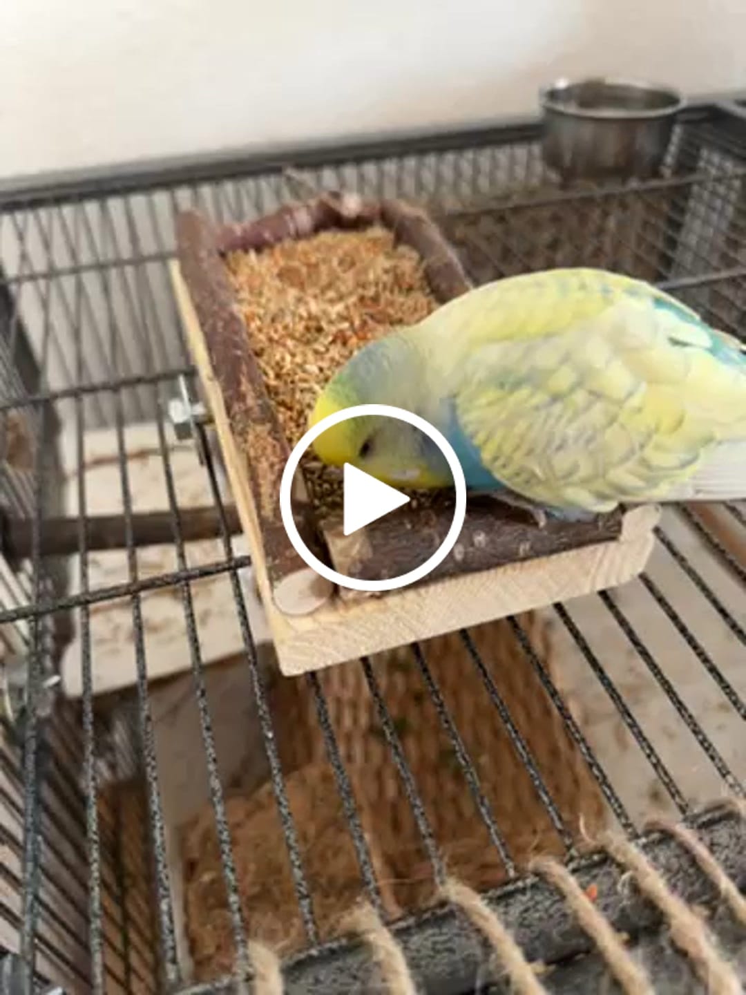 Customer video review of Welli Mix Megabakterein