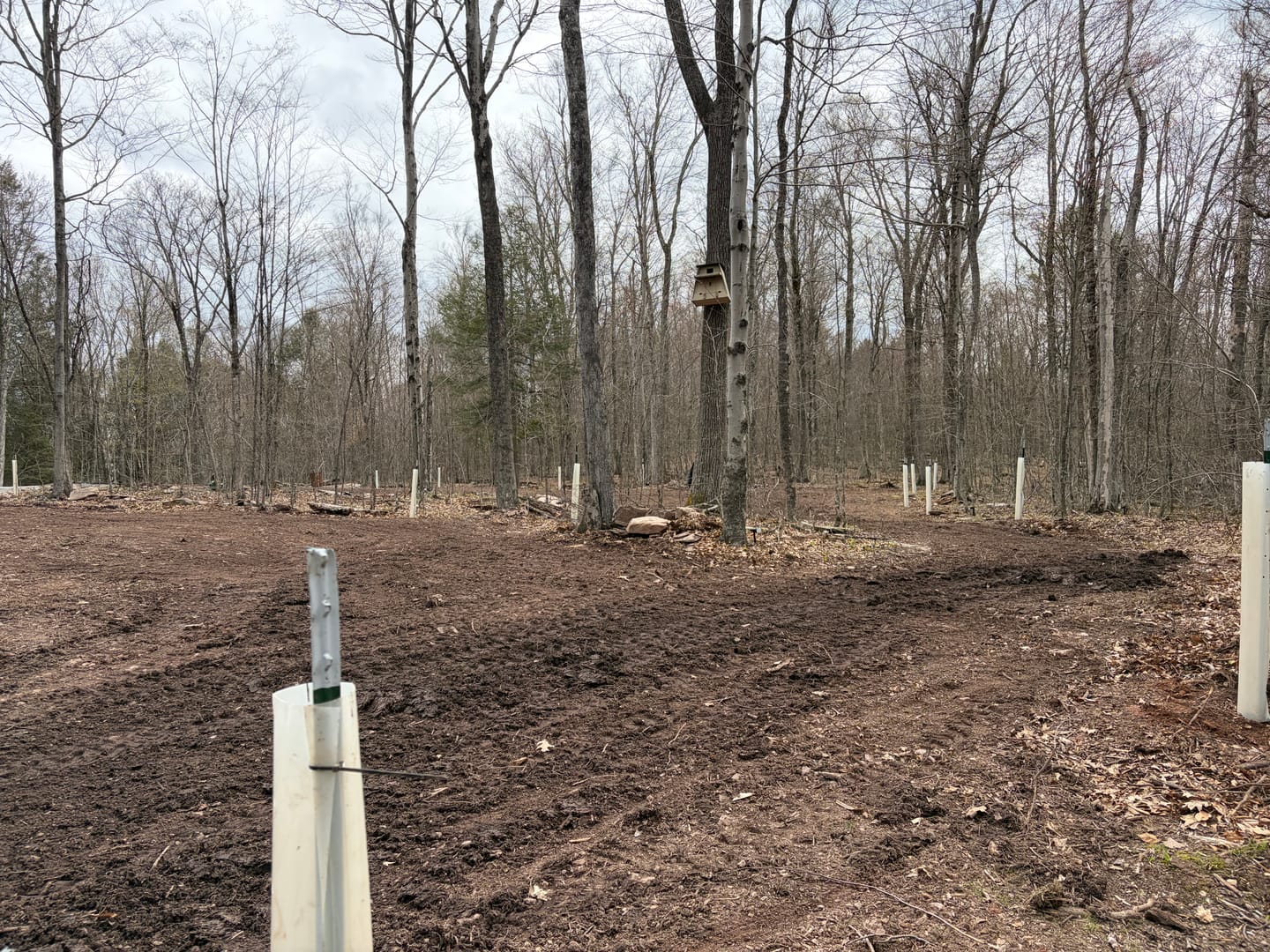 Customer photo review of Tree Pro Grow Tubes
