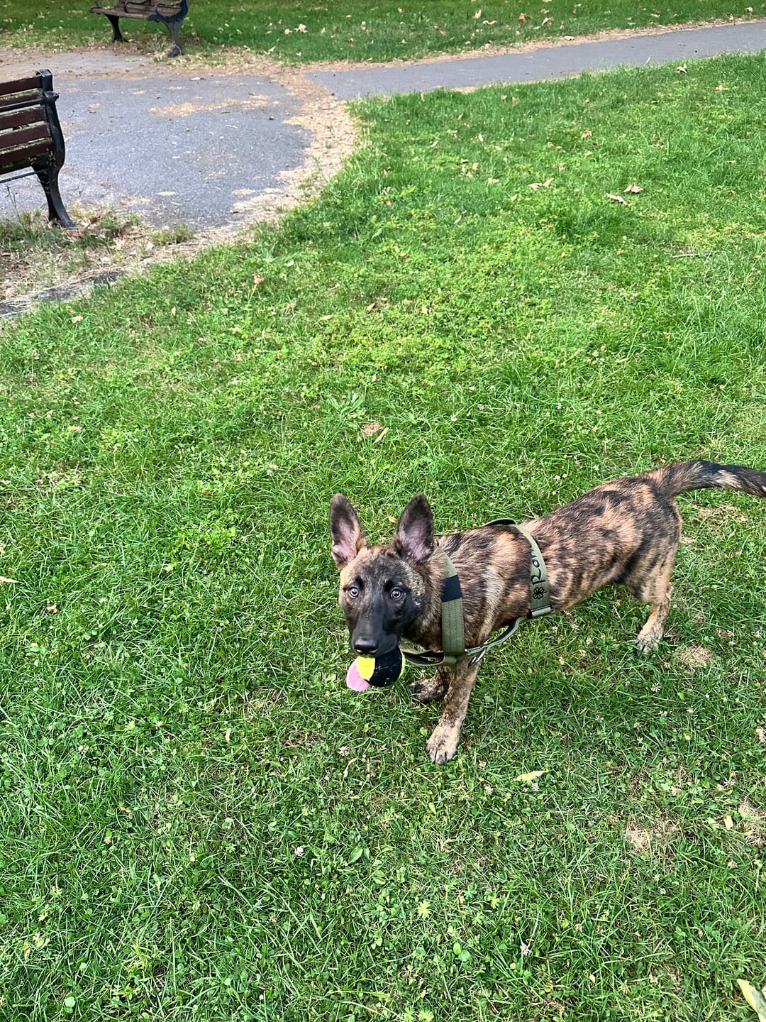 Customer photo review of Anti-Pull TRI-Harness® | Training Dog Harness for All Breeds - Khaki