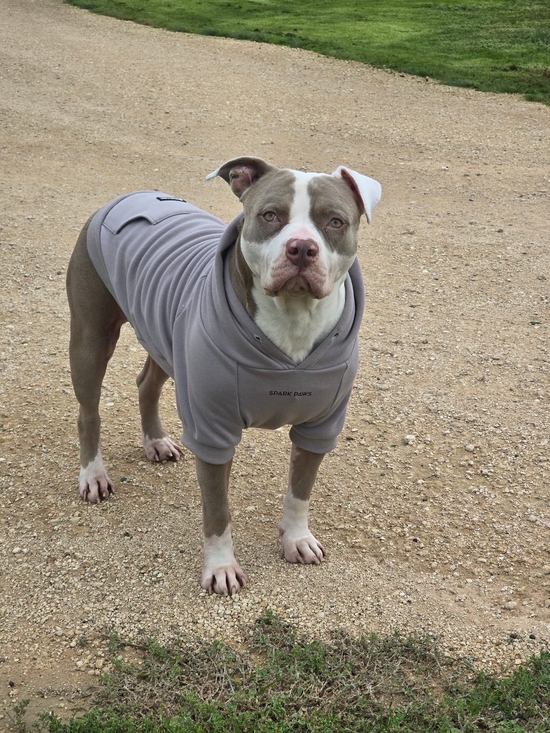 Customer photo review of Essential Dog Hoodie - Clay