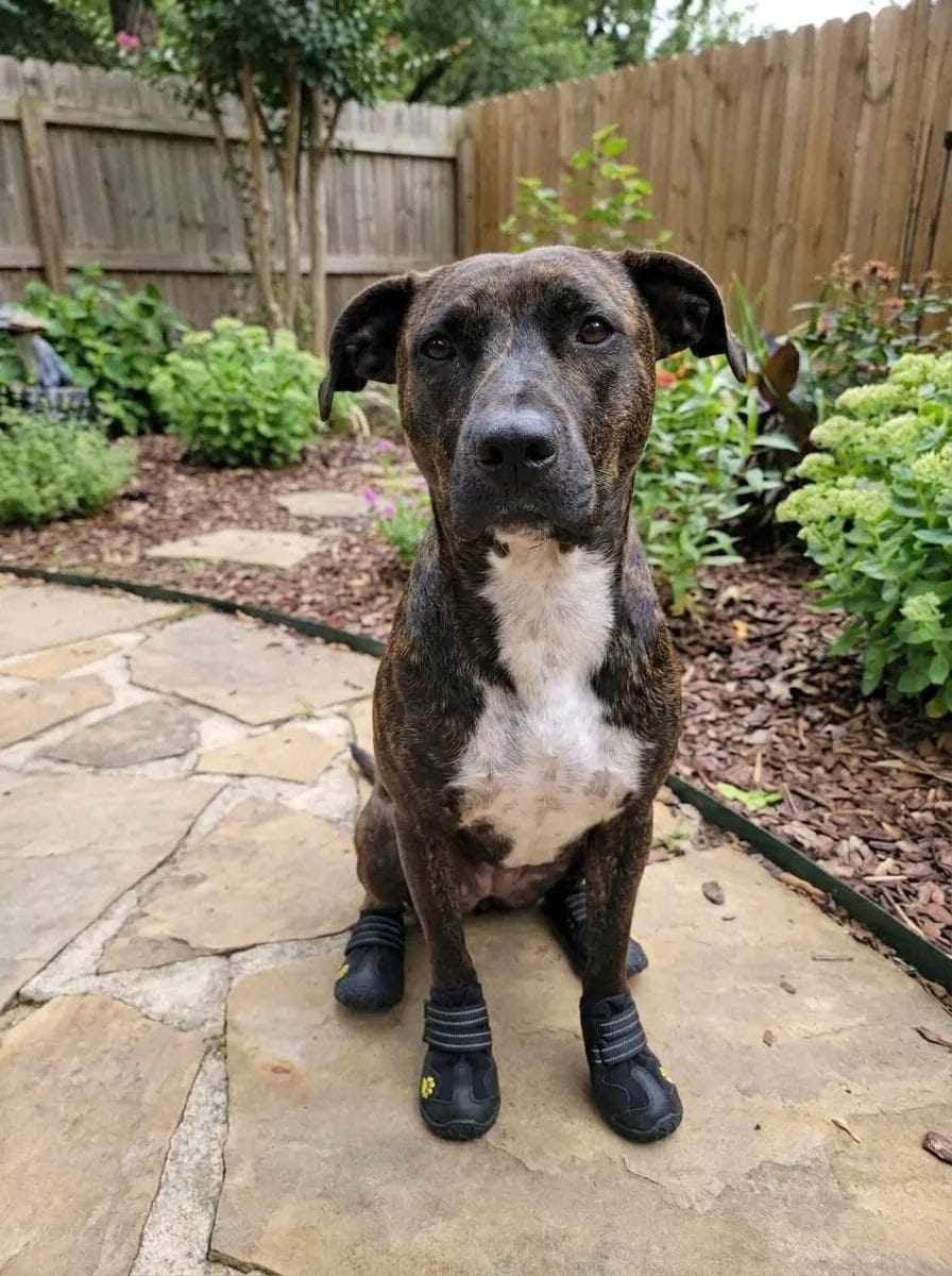 Customer photo review of Chaussures de protection pour chien