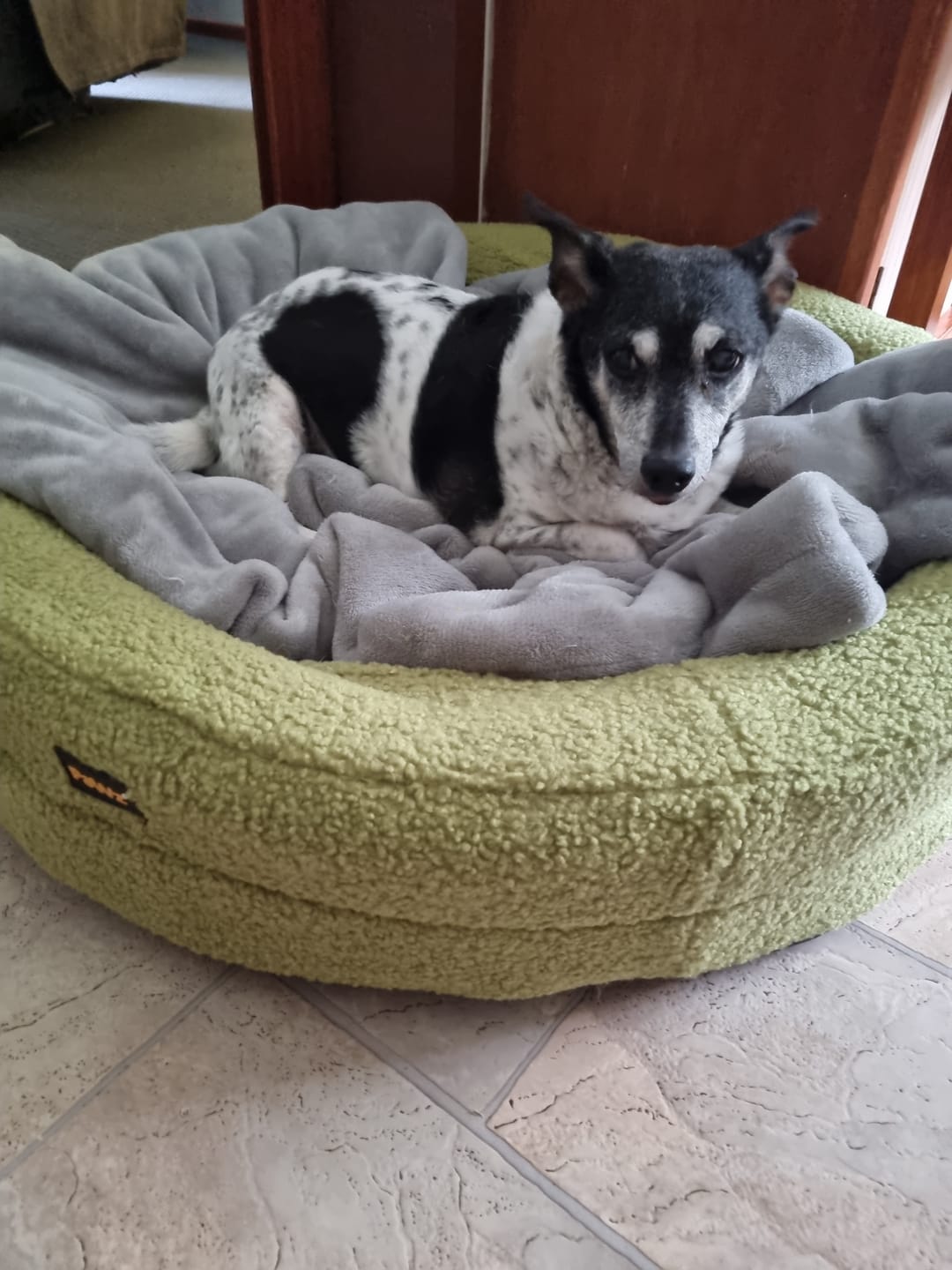 Customer photo review of Orthopedic Memory Foam Dog Donut Bed