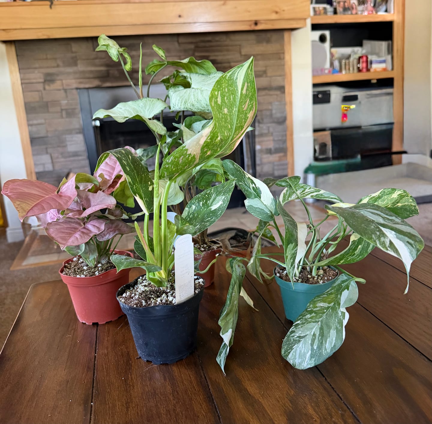 Customer photo review of Philodendron 'Congo Nuclear'