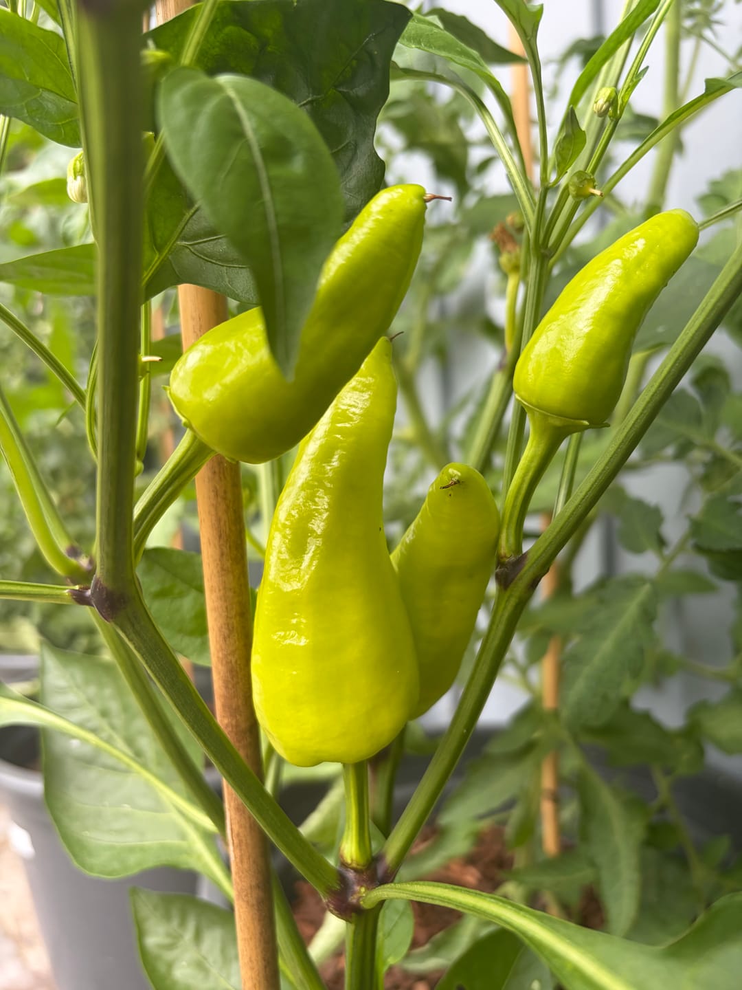 Customer photo review of Spitzpaprika ‘Rote Augsburger’