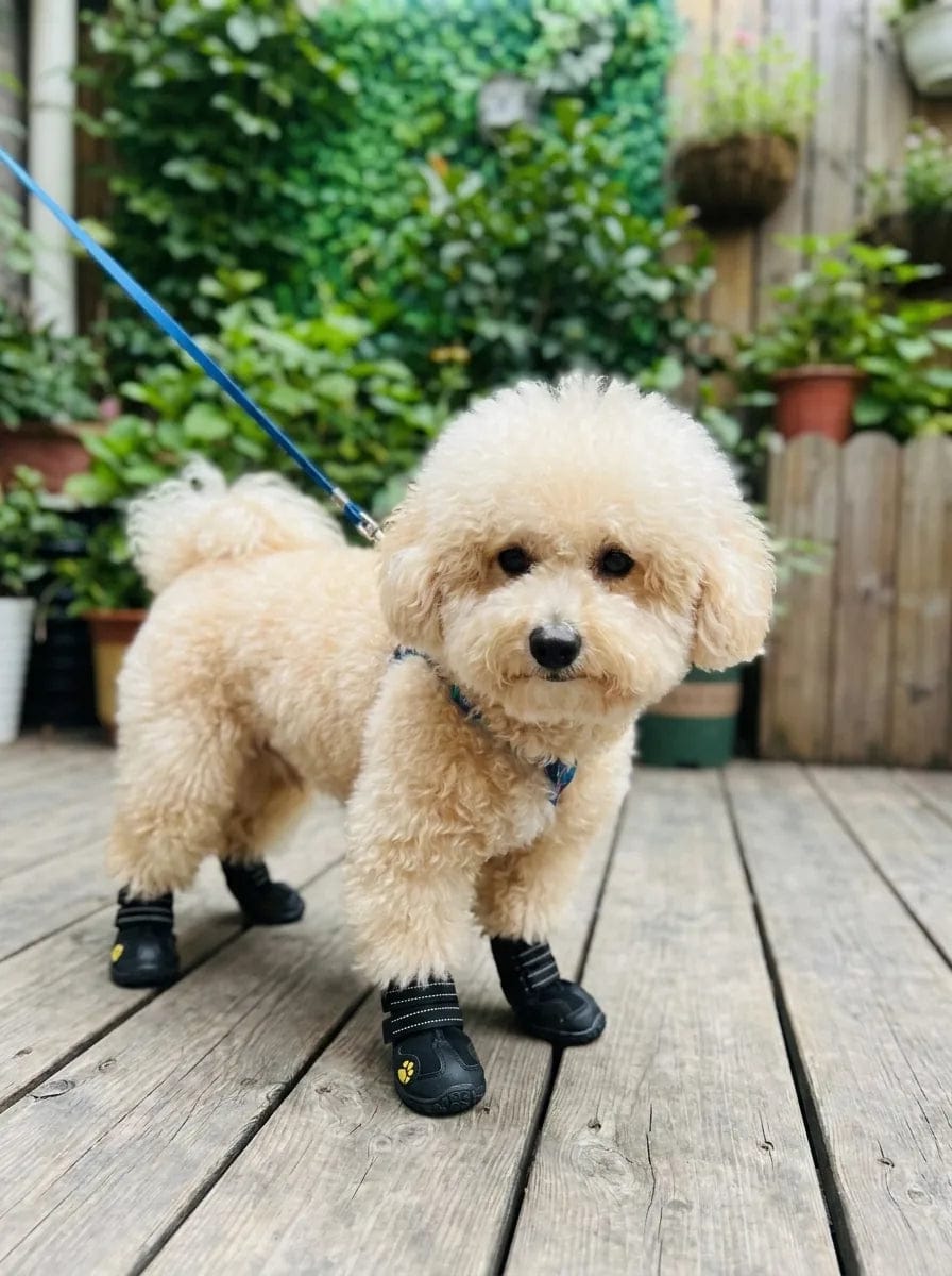 Customer photo review of Chaussures de protection pour chien