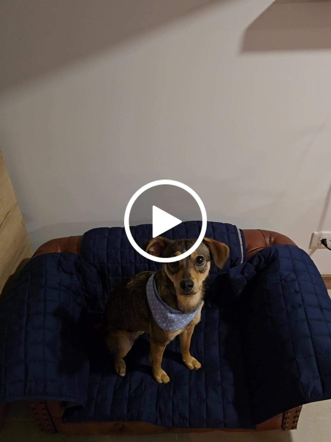 Customer video review of Delilonjas carne, frutas y verduras 4kg