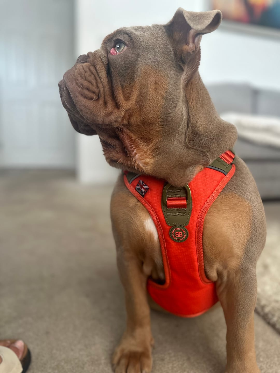 Customer photo review of Anti Pull Hurricane Harness Lighter | With Handle - Burnt Orange X Khaki
