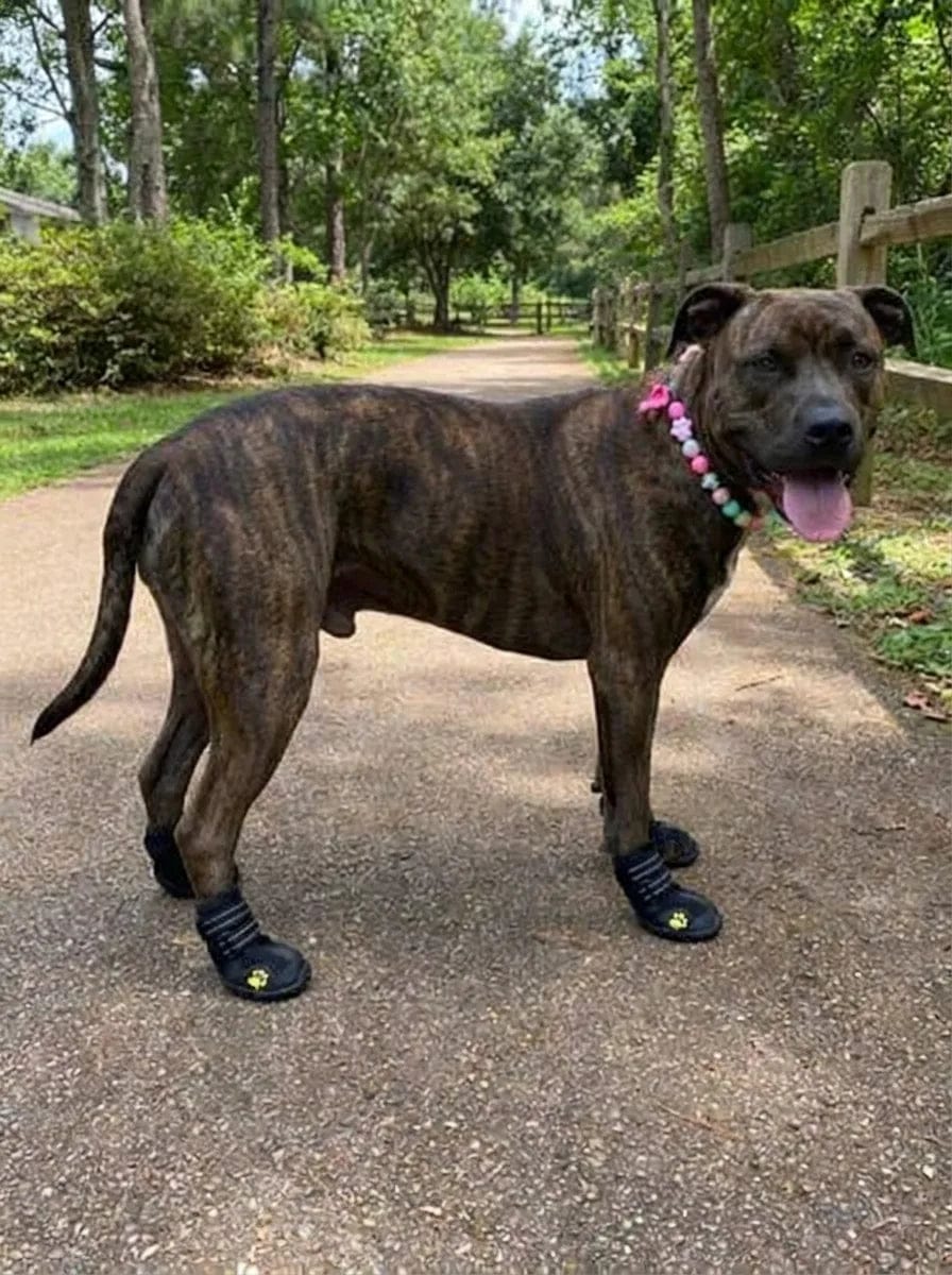 Customer photo review of Chaussures de protection pour chien