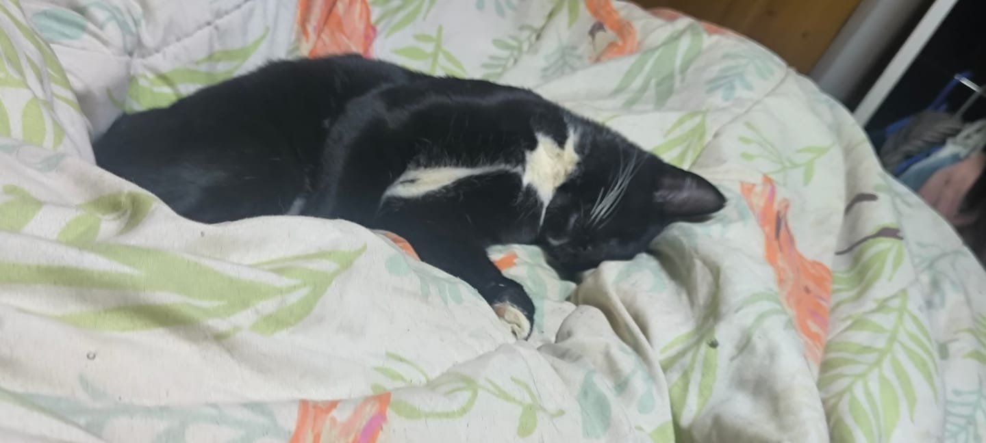 Customer photo review of BRAVERY SALMON ADULT CAT STERILIZED 7 kg | Gato Adulto Esterilizado Salmón