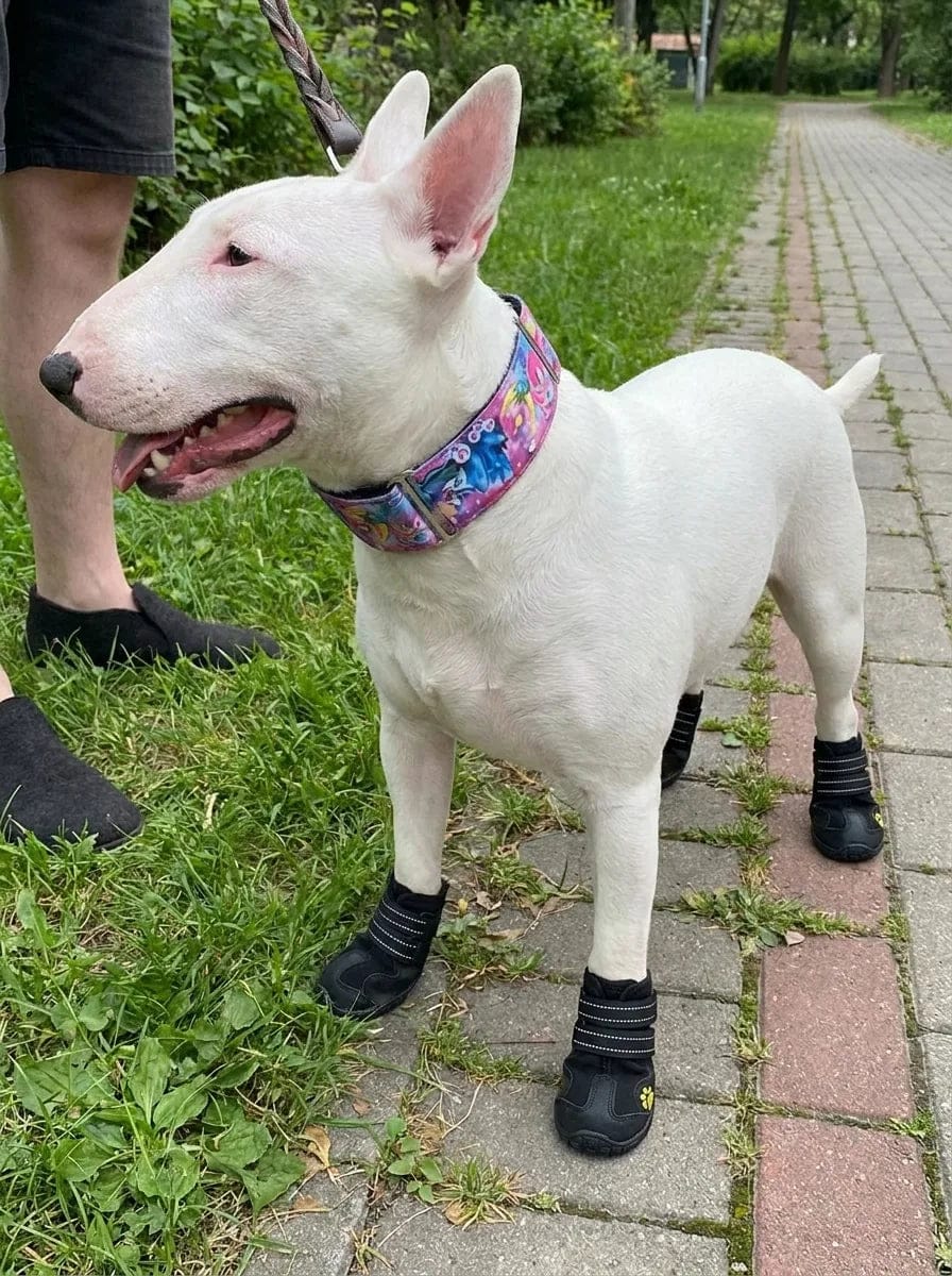 Customer photo review of Chaussures de protection pour chien