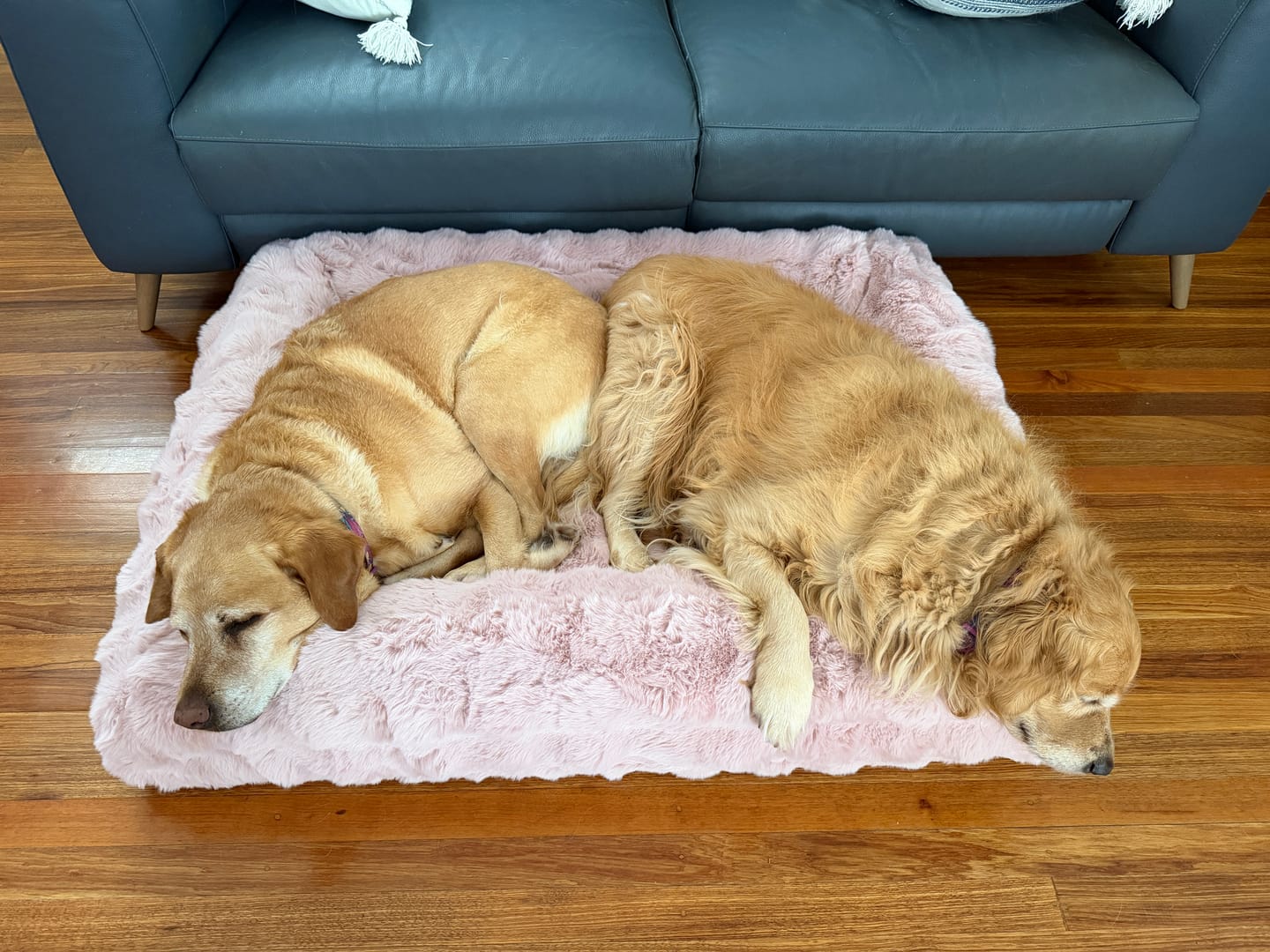 Customer photo review of Scalloped Shag EasyFit Cover