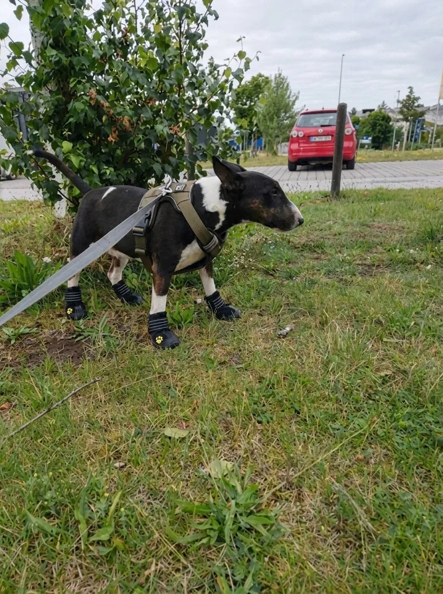 Customer photo review of Chaussures de protection pour chien