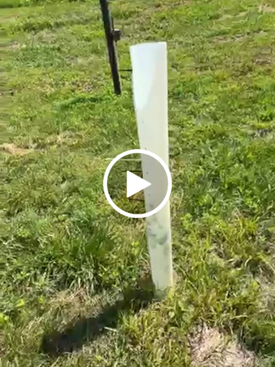Customer video review of Whitetail Hill Deer Pear™