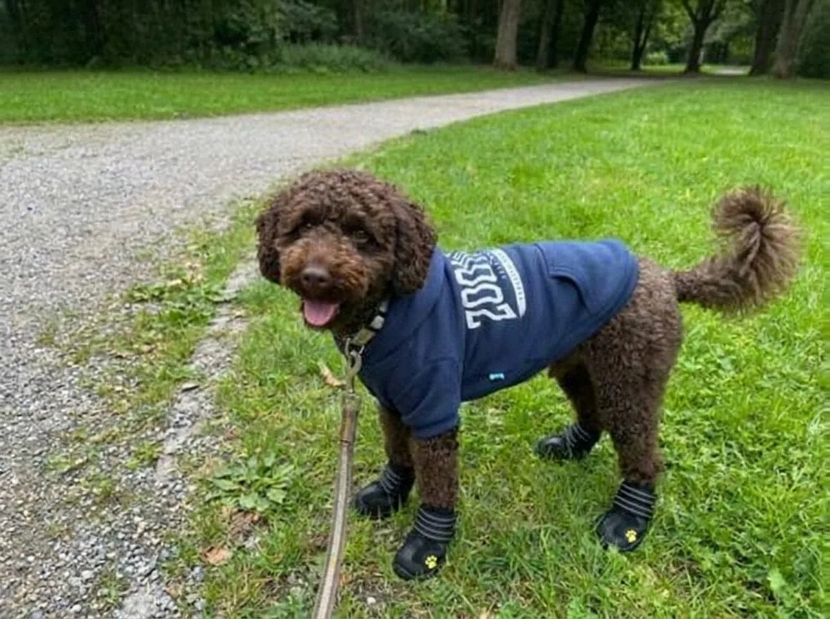 Customer photo review of Chaussures de protection pour chien