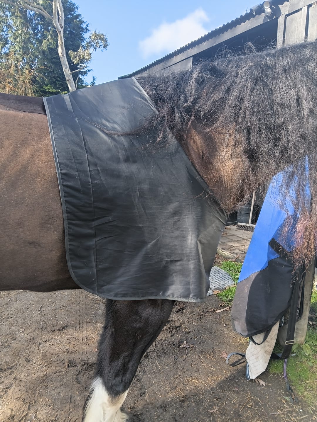 Customer photo review of Weatherbeeta Satin Shoulder Guard