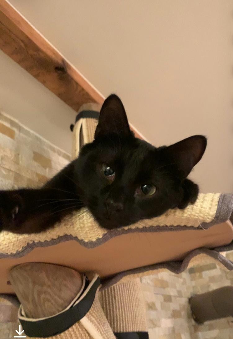 Customer photo review of Wurmtest Plus Katze