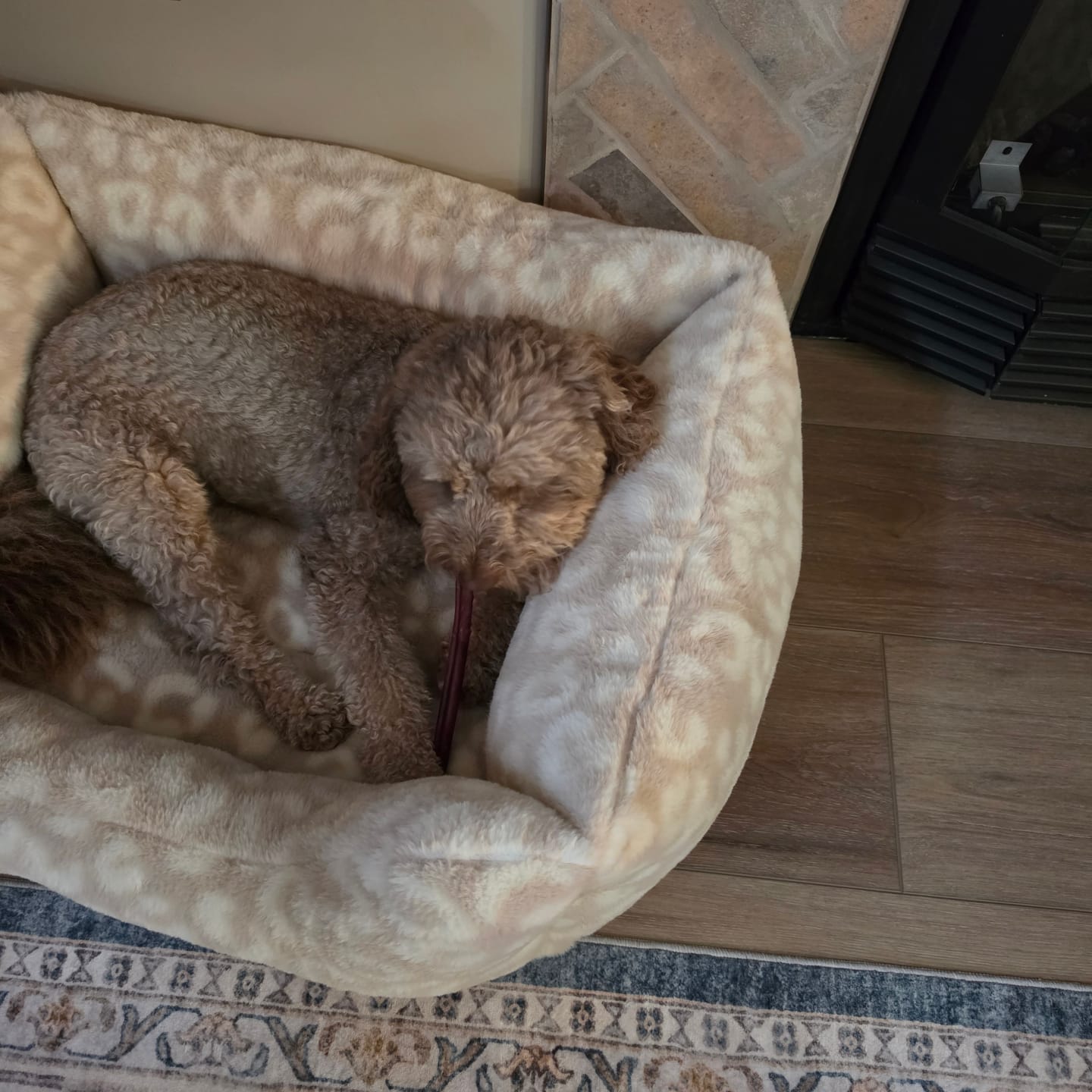 Customer photo review of 6 Inch Jumbo Braided Bully Stick