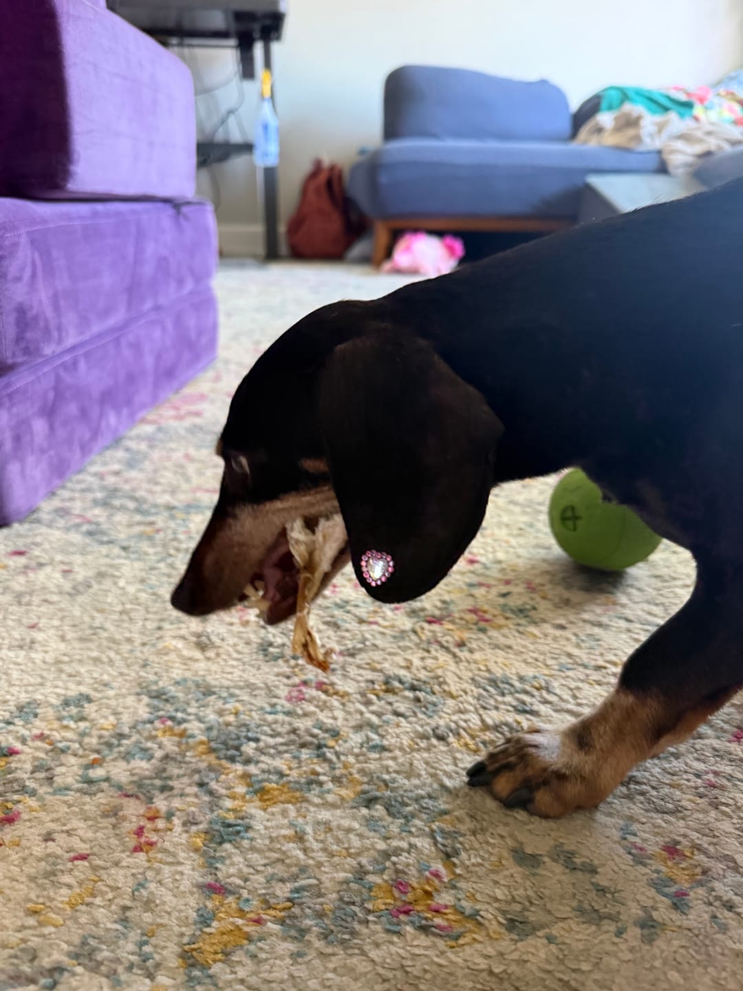 Customer photo review of Ostrich Long Tendon (16" x 2.5" x 1"): The Satisfying, All-Natural Chew for Dental Health & Joint Support