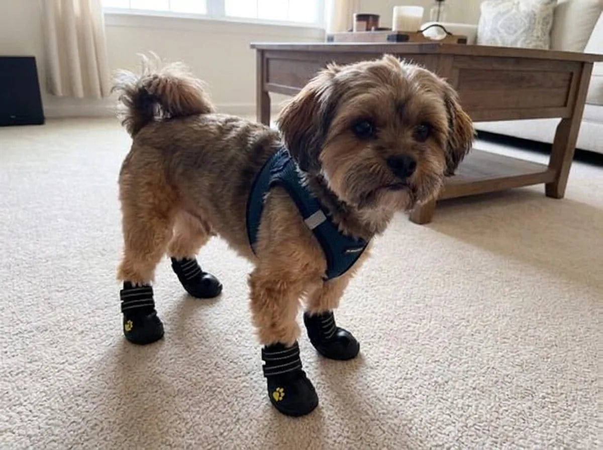 Customer photo review of Chaussures de protection pour chien