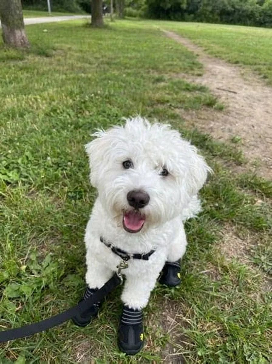 Customer photo review of Chaussures de protection pour chien