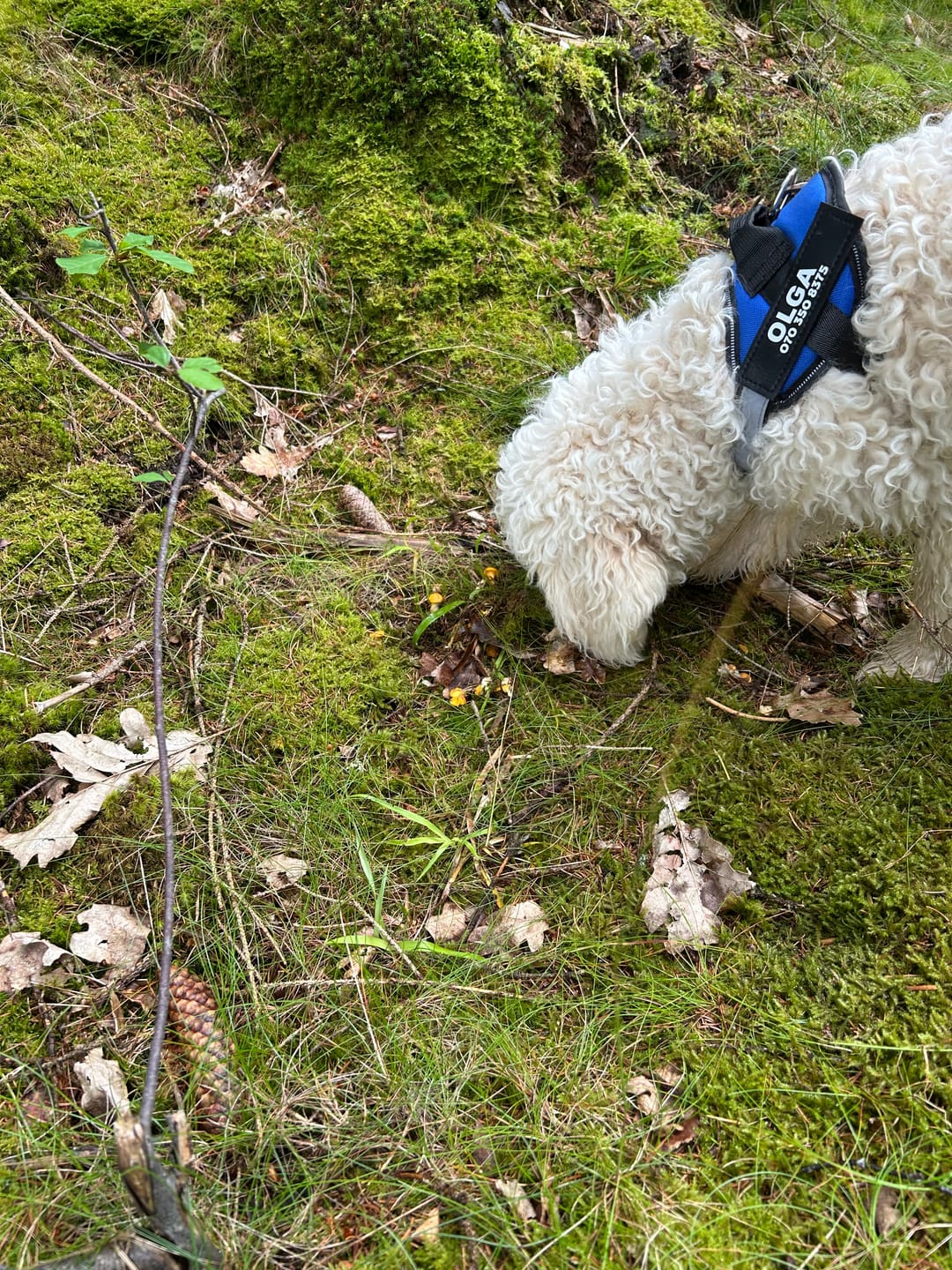 Customer photo review of Personlig Hundsele med Namn & Telefonnummer
