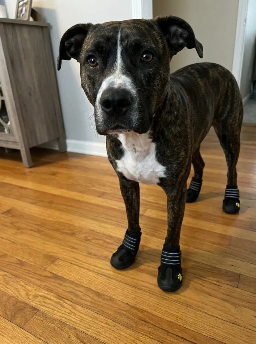 Customer photo review of Chaussures de protection pour chien