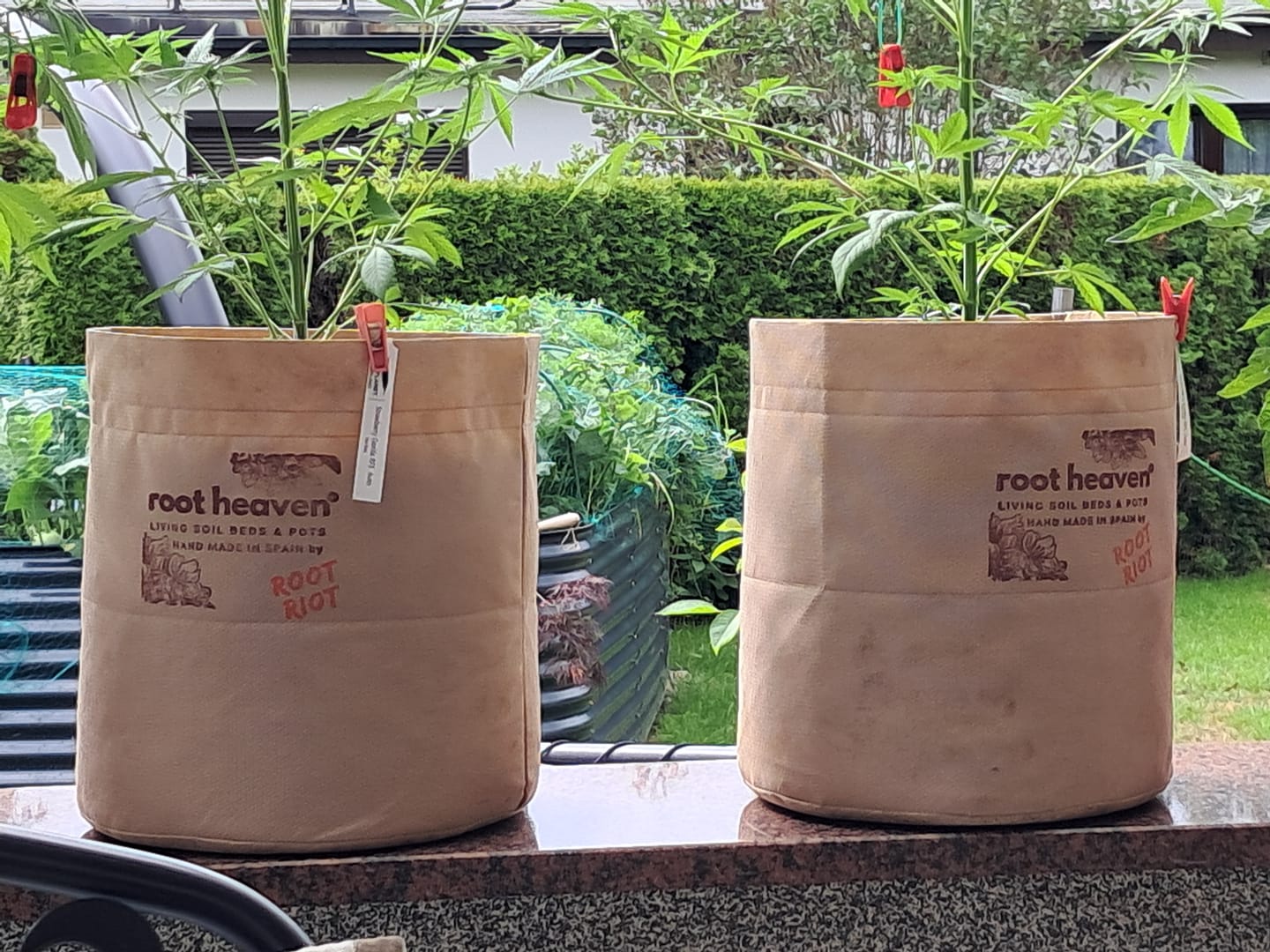 Customer photo review of Root Heaven Stoff Topf