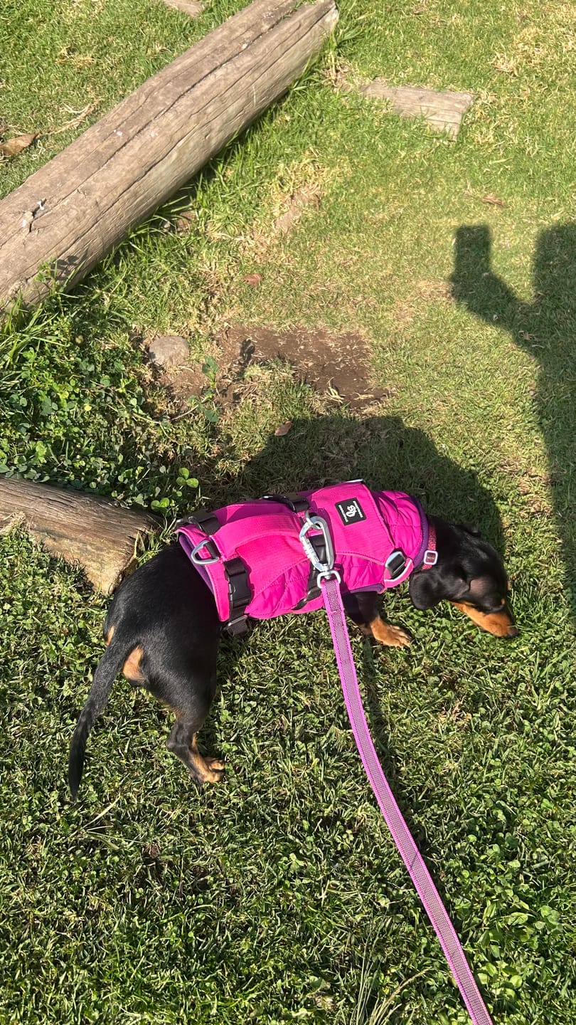 Customer photo review of Arnés Anti-Escape Security Fit para Perros - Street Dogs - Pink