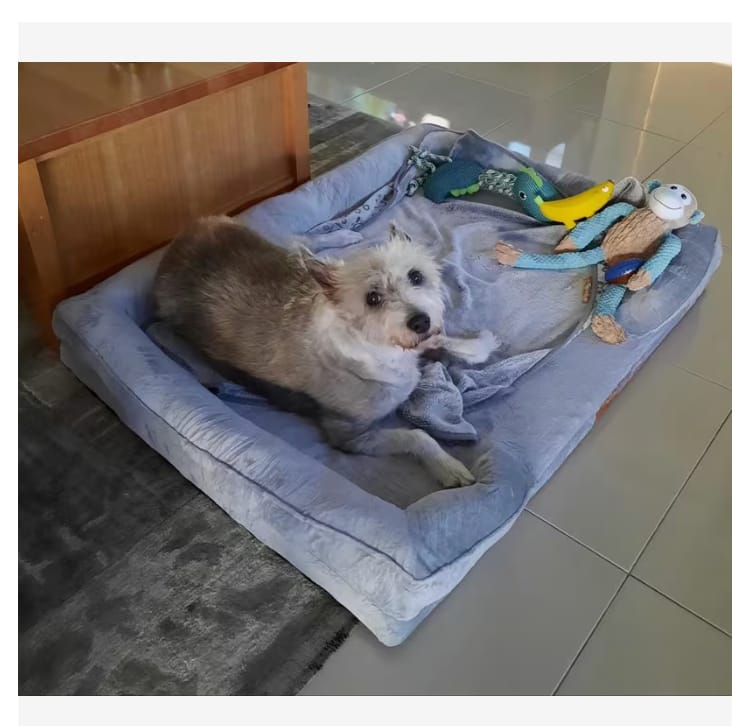 Customer photo review of SilvyPet™ Cuccia Ortopedica Premium per Cani
