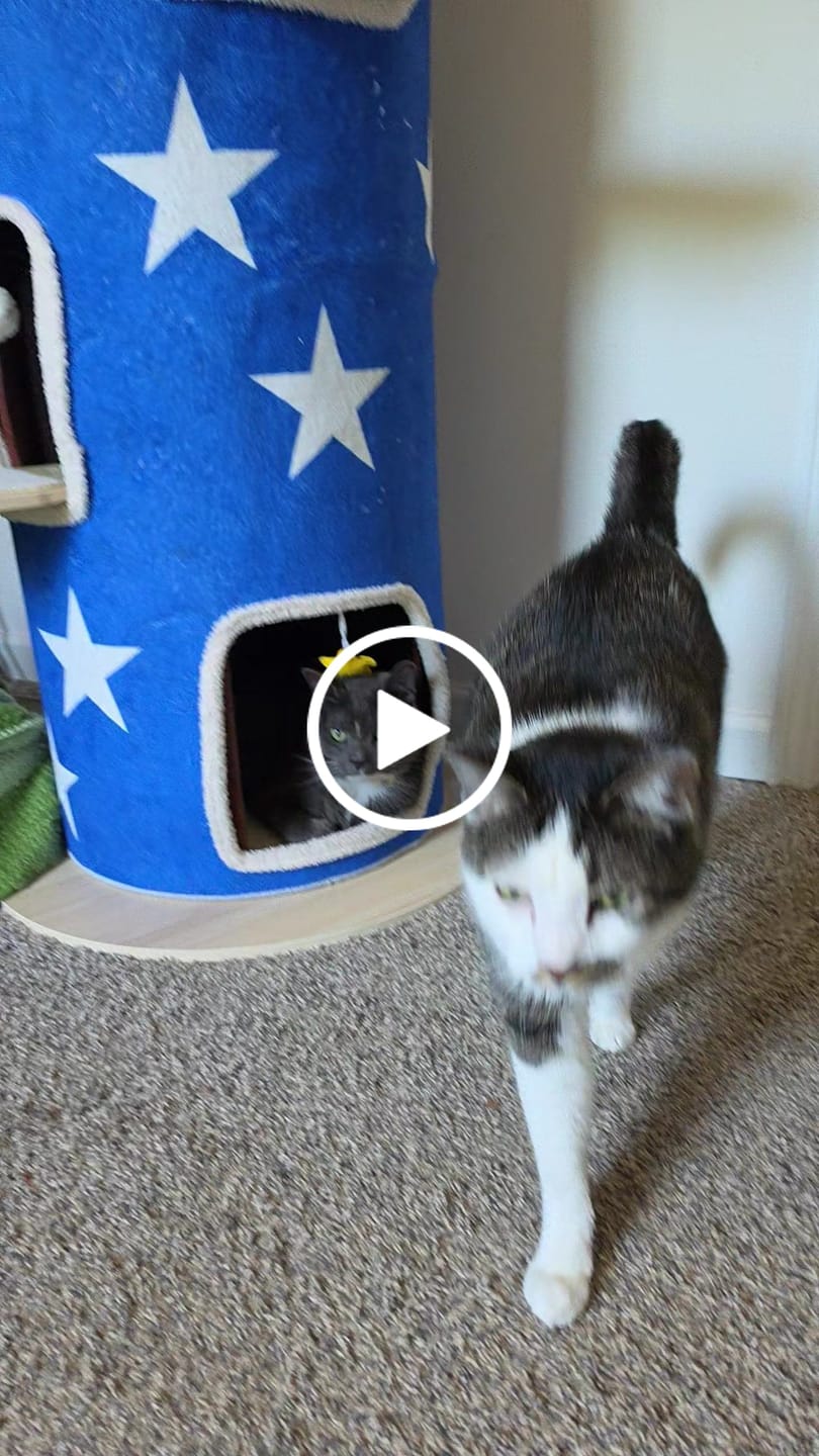 Customer video review of Cat Christmas Tree - Sep 2026