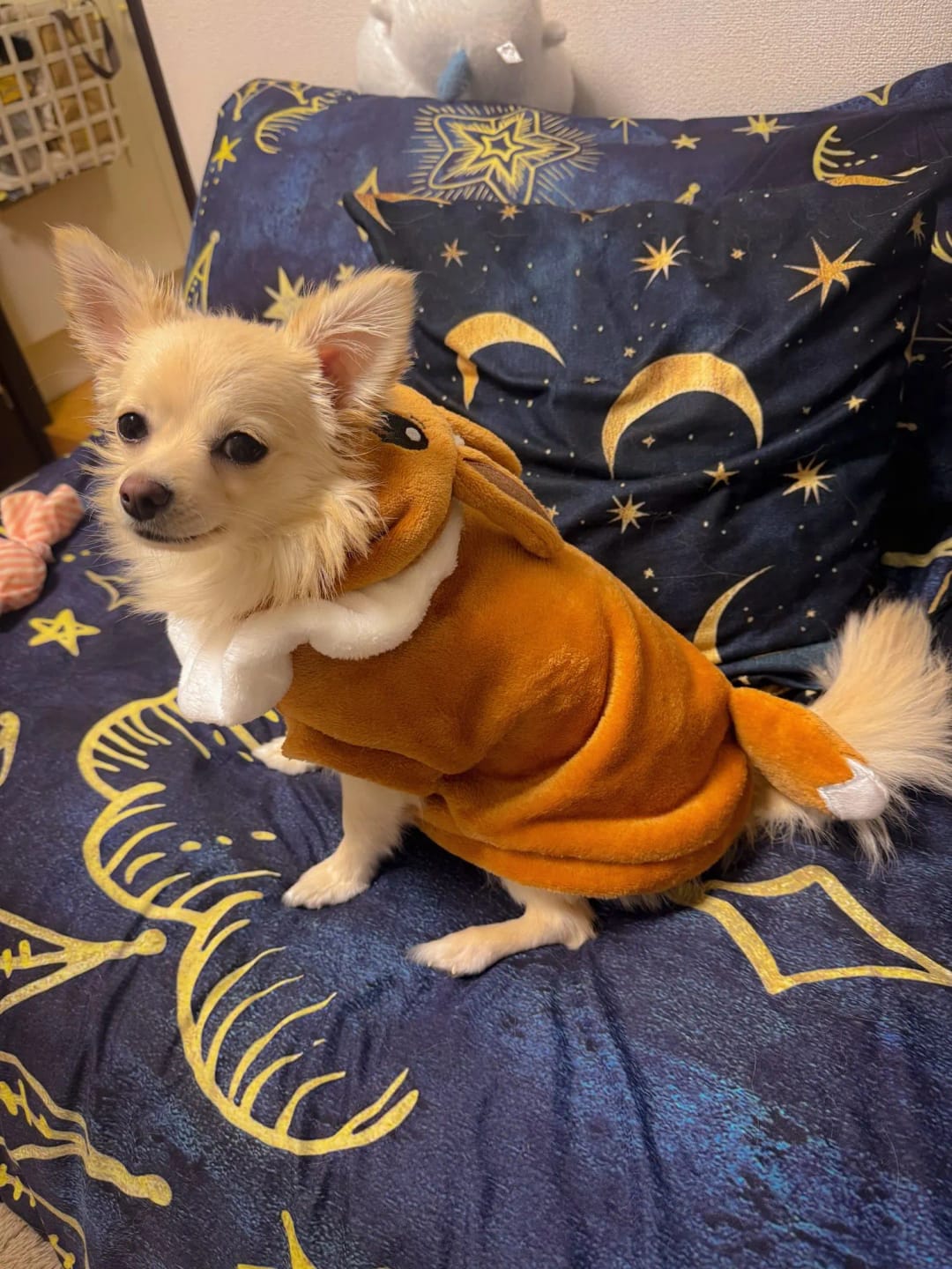 Customer photo review of Poké Pet Costume