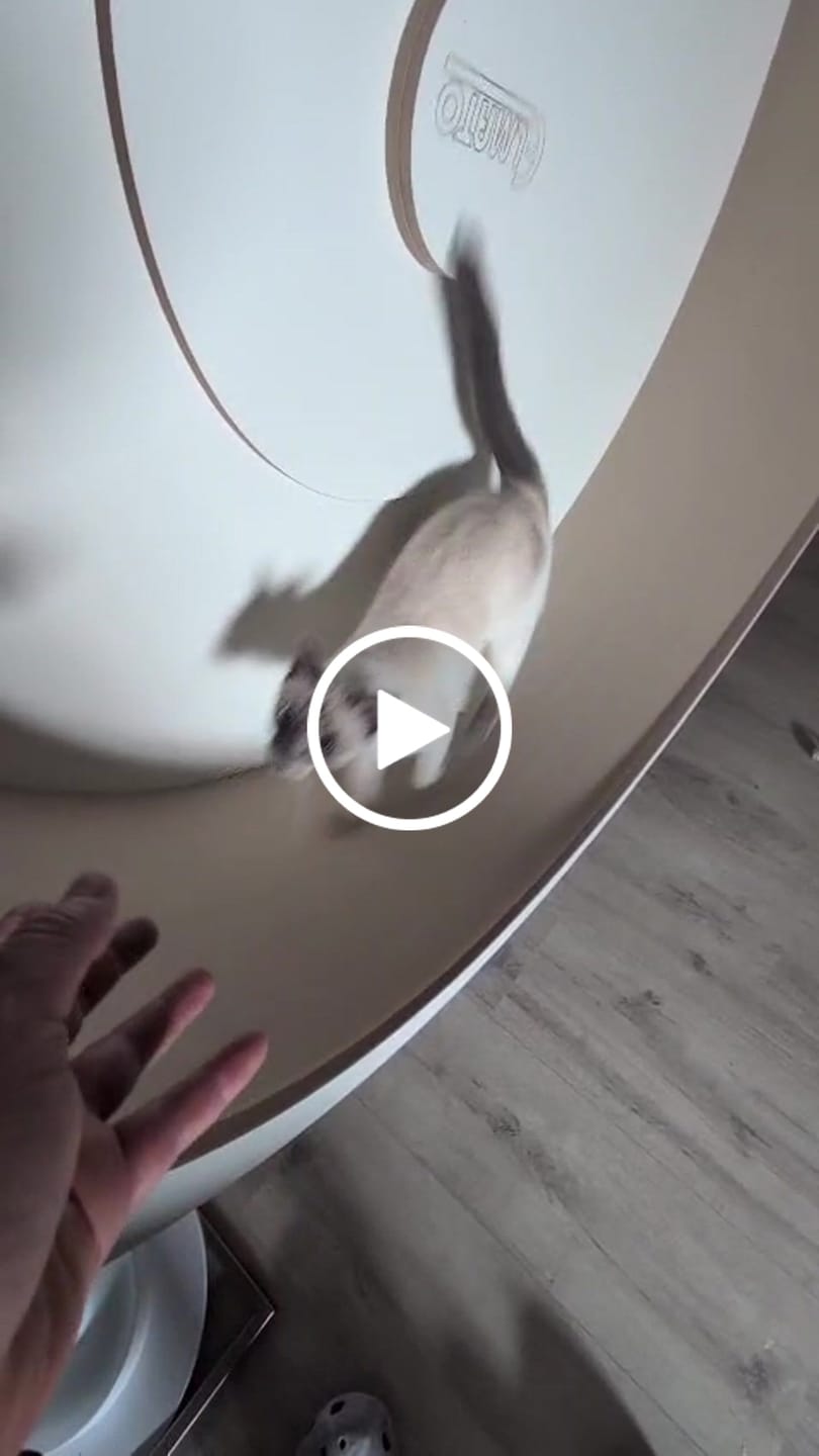 Customer video review of Elmato Katzenlaufrad Rocky Wandlaufrad