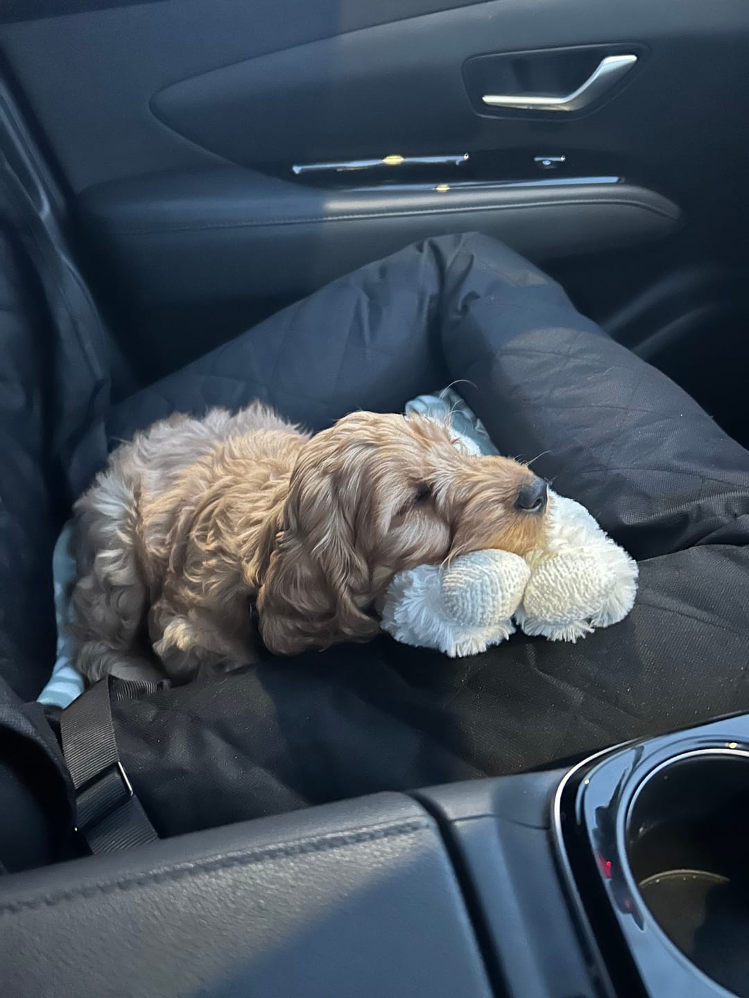 Customer photo review of Car Seat Cover