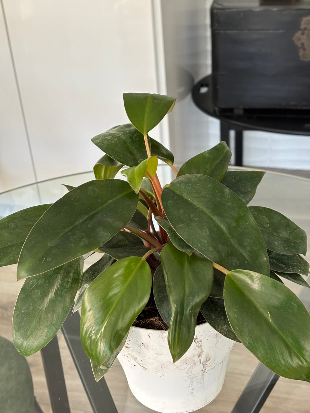 Customer photo review of Philodendron 'Red Congo Mini'