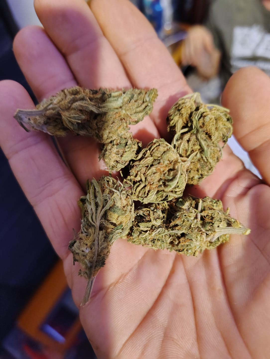 Customer photo review of Green Crack - 28 Grams - Sativa