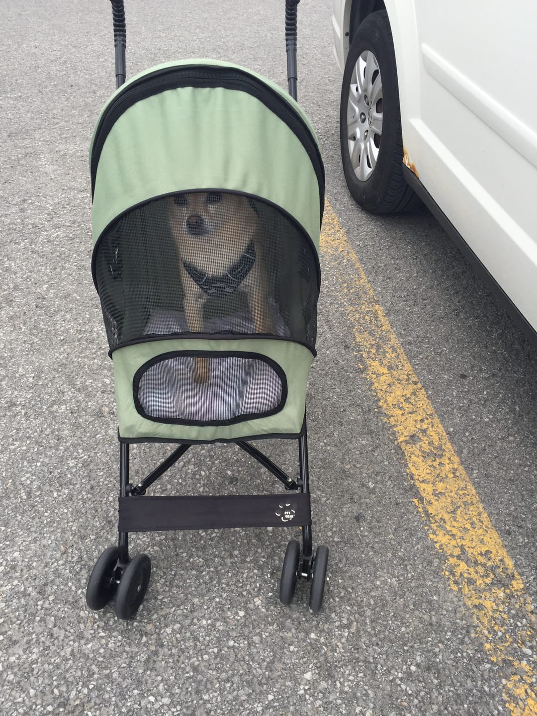 Customer photo review of Vrac Nature's Own - Bâtonnets oesophage de boeuf pour chien
