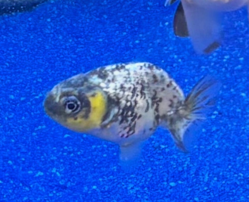 Customer photo review of Live Fancy Goldfish Premium Select Our Choice White Tiger / Granite Calico Ranchu (Our Choice)