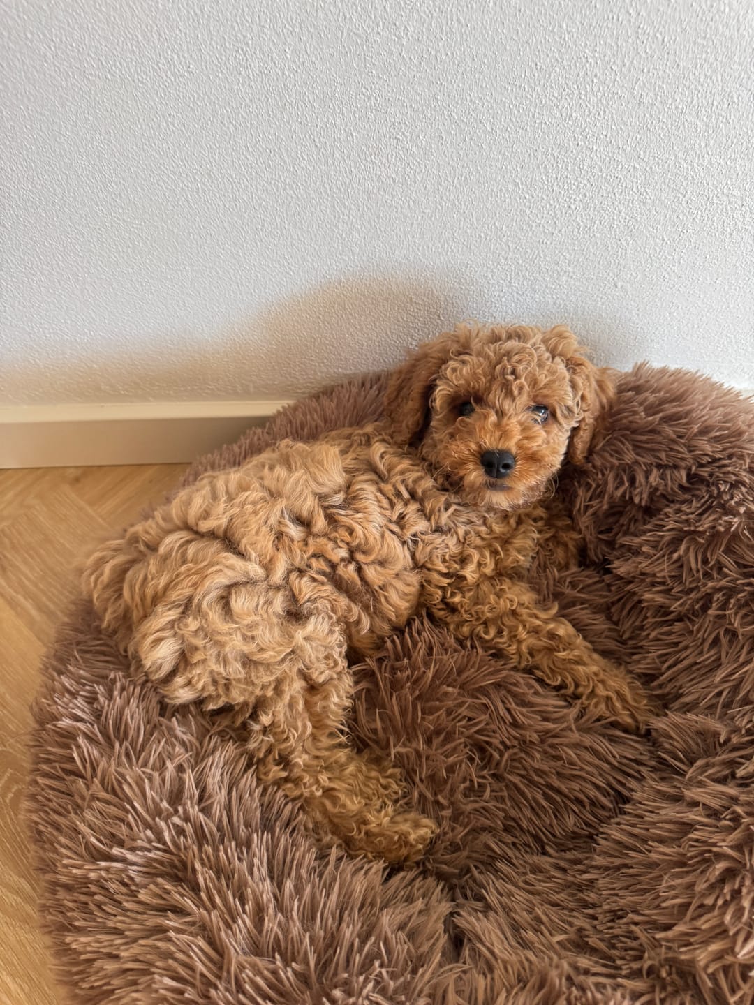 Customer photo review of Fluffy Donut Hundeseng, brun