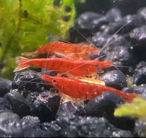 Customer photo review of Fire Red Cherry Shrimp