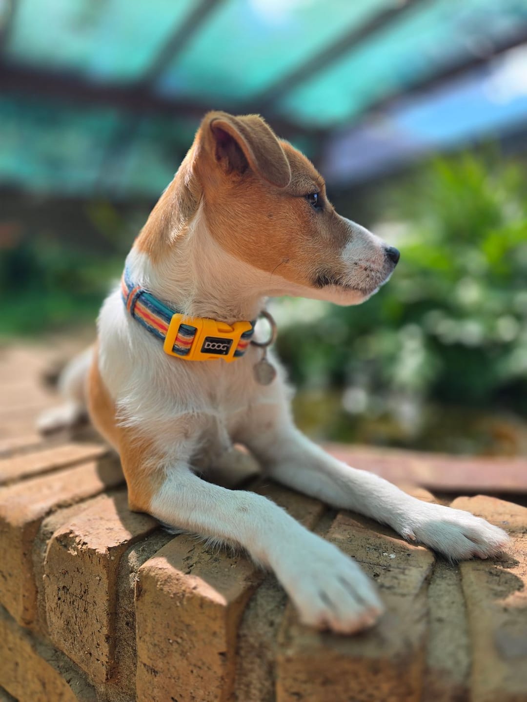 Customer photo review of Neoprene Dog Collar